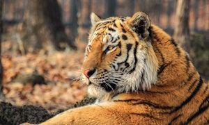 90 лет Сихотэ-Алинскому заповеднику-миниатюра