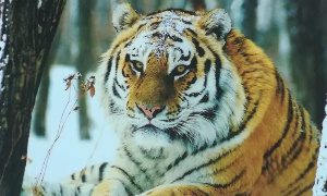 День Амурского тигра на Дальнем востоке-миниатюта