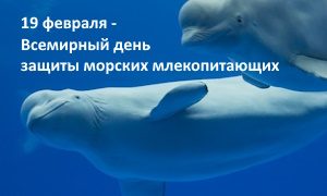 День защиты морских млекопитающих-миниатюра
