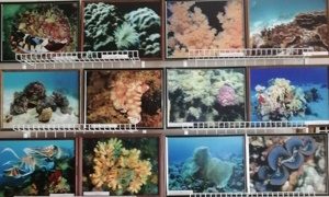 Фотовыставка А. Маркевича Кораллы тропических морей-миниатюра