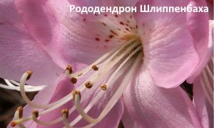 Фотовыставка А.А. Кепеля-миниатюра