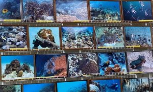Фотовыставка А.Маркевича-миниатюра