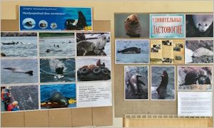 Фотовыставка «Удивительные ластоногие»-миниатюра