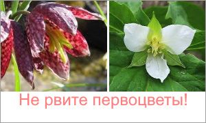 Не рвите первоцветы-миниатюры