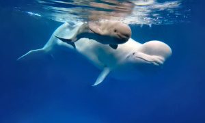 Всемирный день китов и дельфинов-миниатюра