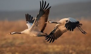 Всемирный день журавля-миниатюра