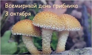 Выставка для любителей грибов «Планета грибов»-миниатюра