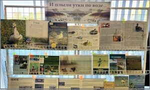 Выставка «И плыли утки по воде…» в ФНЦБ ДВО РАН миниатюра