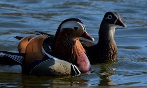 Выставка к Международному дню птиц-миниатюра