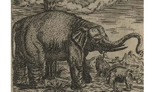 Выставка книги Elephantographia curiosa…-миниатюра