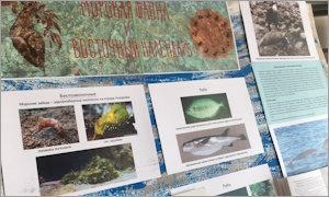 Выставка Морская фауна и восточный календарь-миниатюра