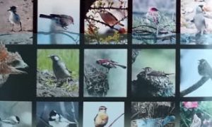 Выставка «Птицы вокруг нас»-миниатюра