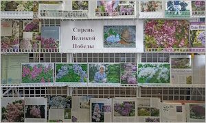 Выставка «Сирень великой Победы»-миниатюра