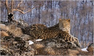 Выставки ко Всемирному дню дикой природы-миниатюра